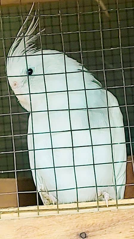 Cockateil Pair for sale with 8 to 10 laid eggs 4