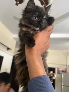 Persian Cat Triple Coat 2 months age