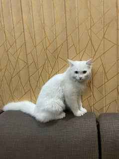 persian cat white color