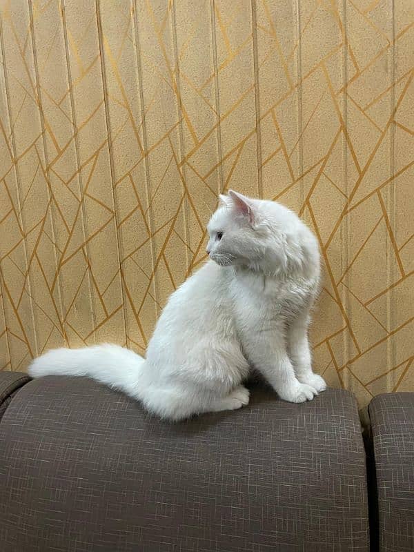 persian cat white color 1