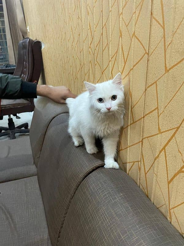 persian cat white color 3