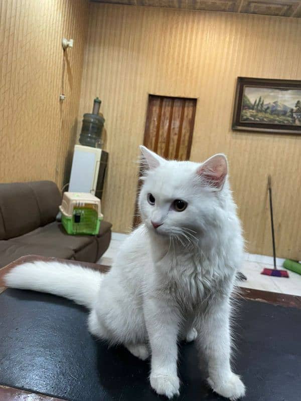 persian cat white color 4