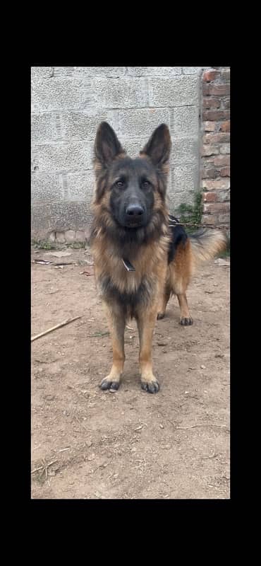 German shepherd Male 7