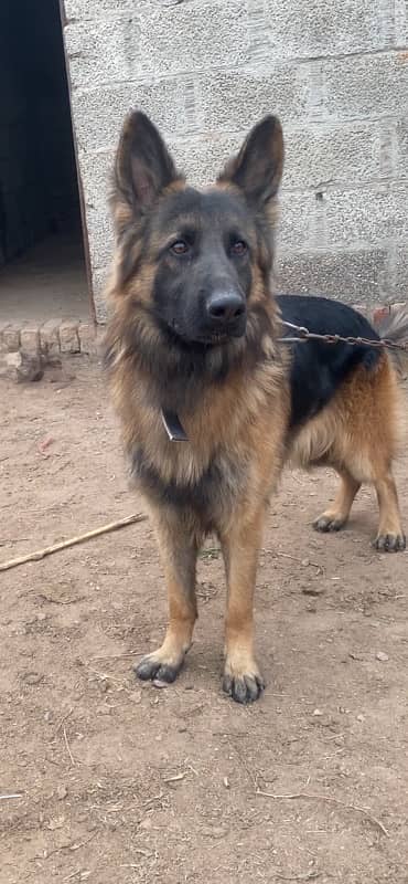 German shepherd Male 2