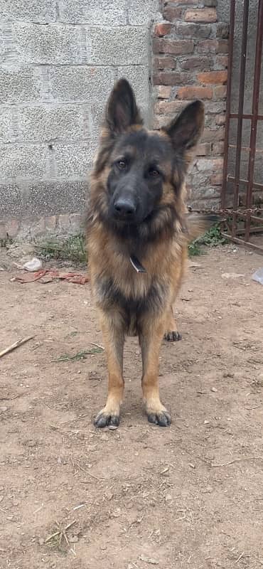 German shepherd Male 3