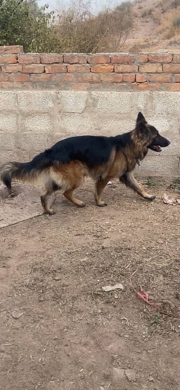 German shepherd Male 0