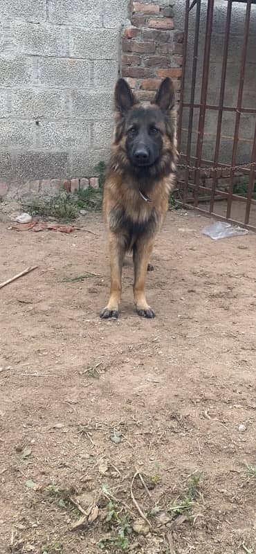 German shepherd Male 5