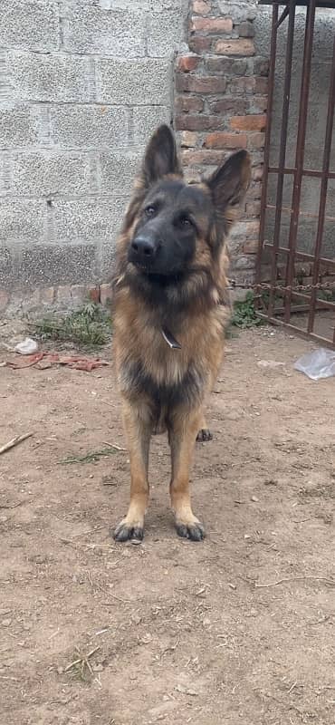 German shepherd Male 6