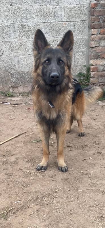 German shepherd Male 1