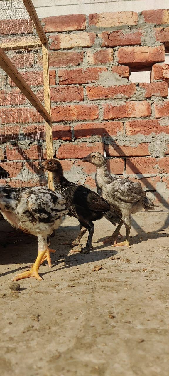 Aseel Mianwali Breed Chicks for Sale – 45 Days Old 4