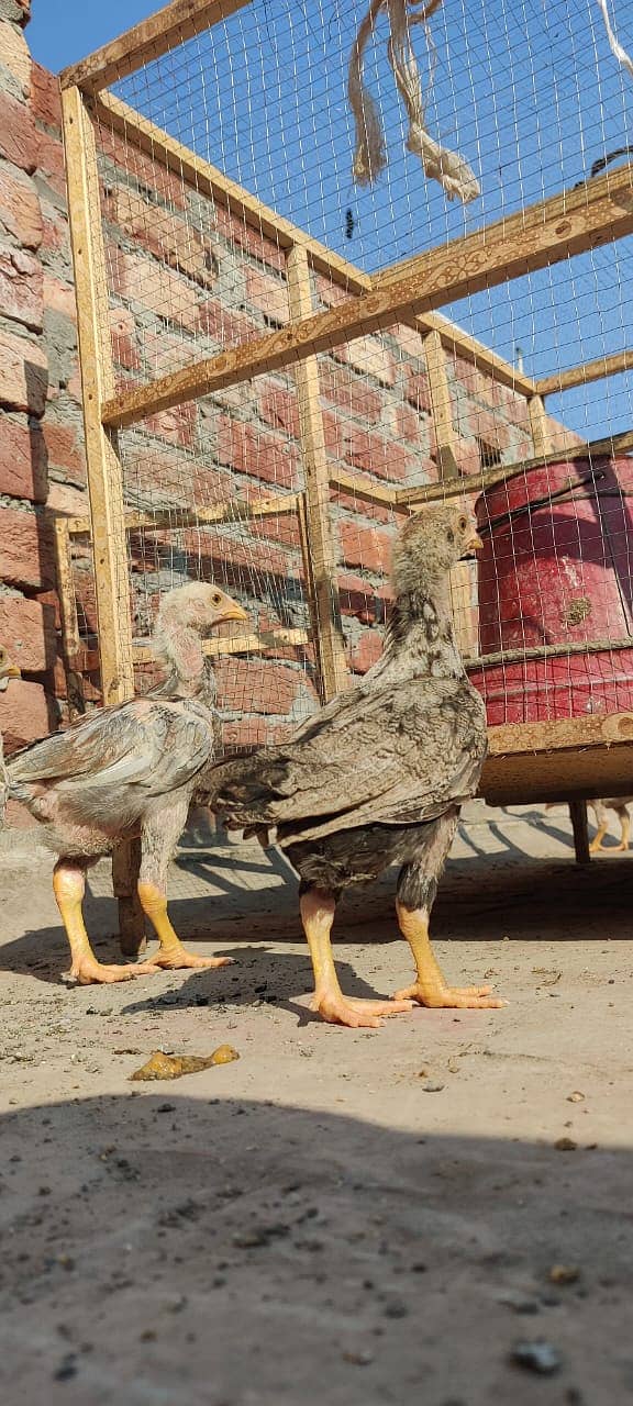 Aseel Mianwali Breed Chicks for Sale – 45 Days Old 5