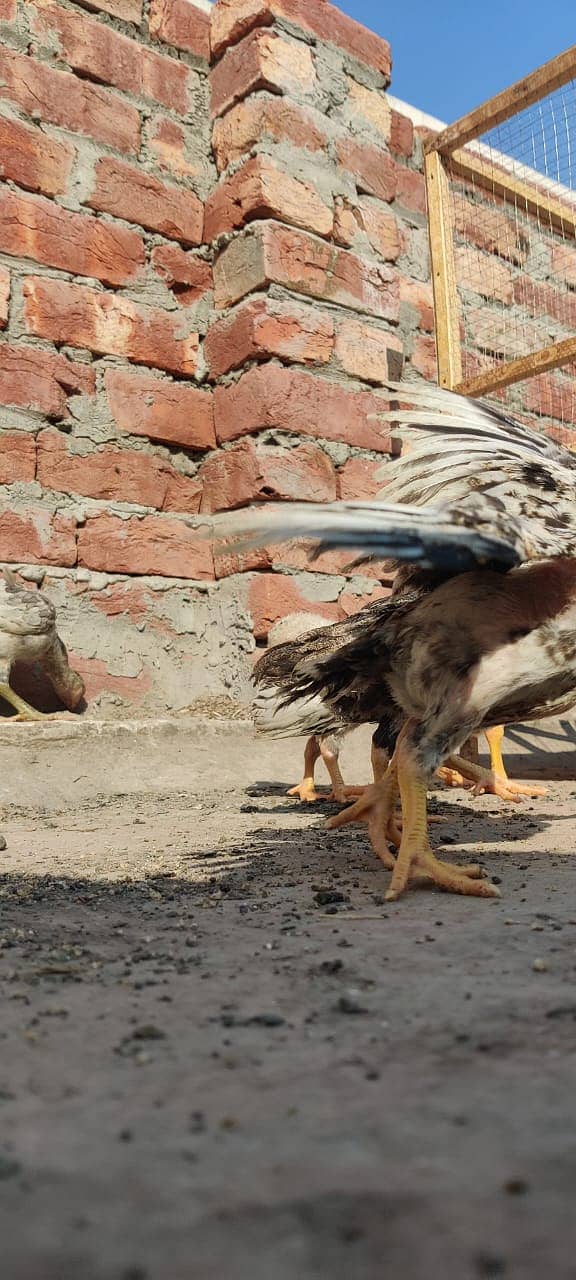 Aseel Mianwali Breed Chicks for Sale – 45 Days Old 6