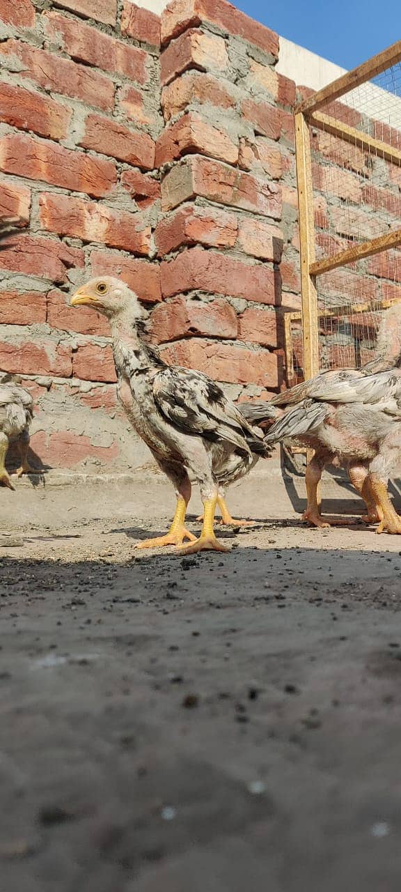 Aseel Mianwali Breed Chicks for Sale – 45 Days Old 7