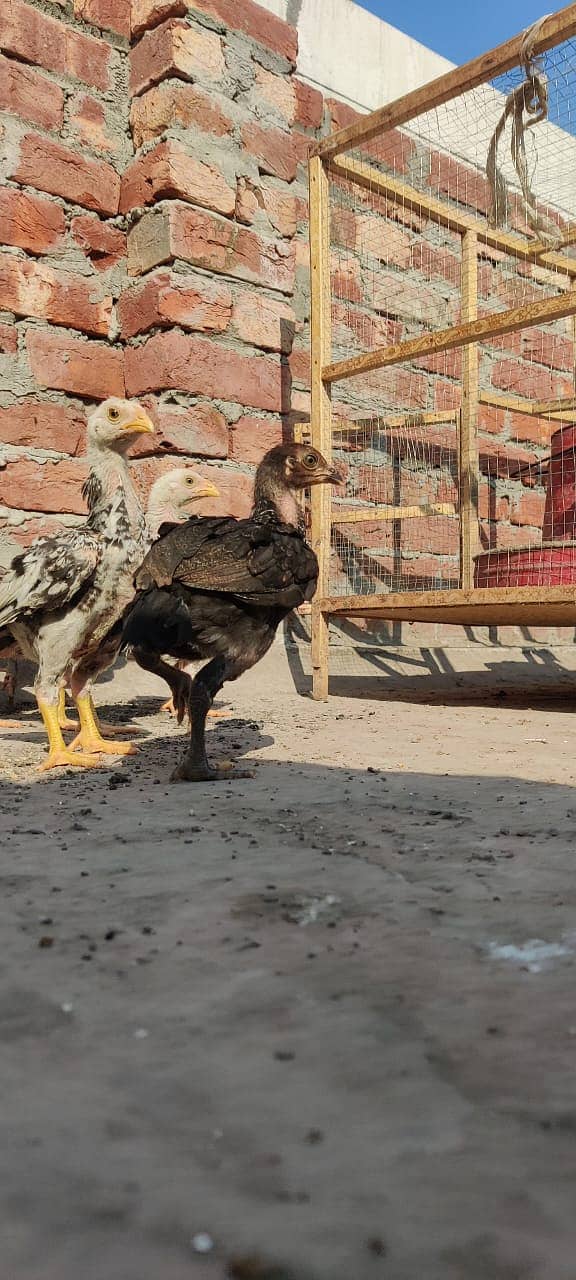 Aseel Mianwali Breed Chicks for Sale – 45 Days Old 8