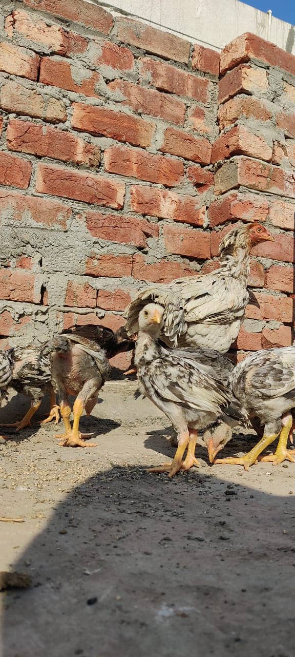 Aseel Mianwali Breed Chicks for Sale – 45 Days Old 10