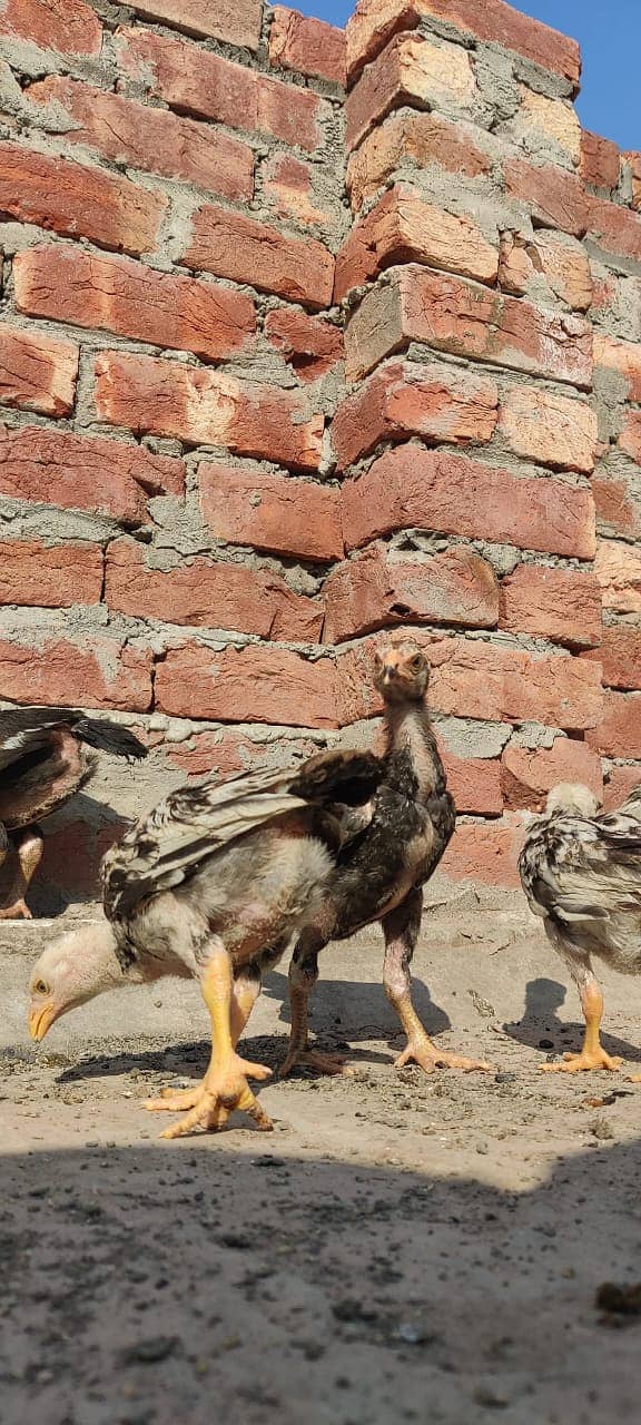 Aseel Mianwali Breed Chicks for Sale – 45 Days Old 11