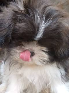 shihtzu female puppy