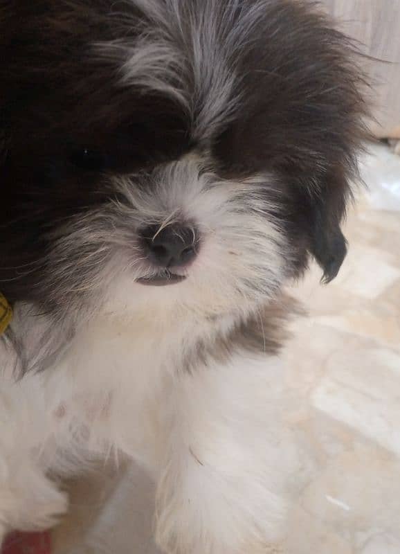 shihtzu female puppy 1