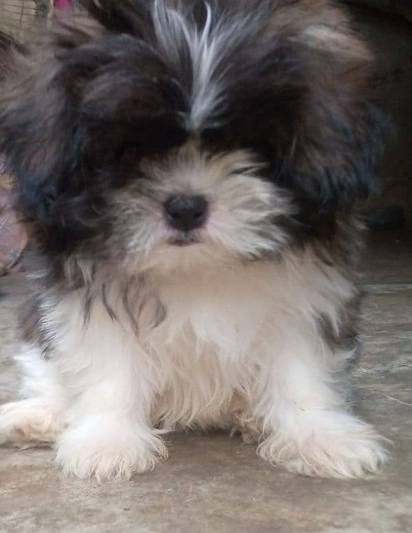 shihtzu female puppy 2