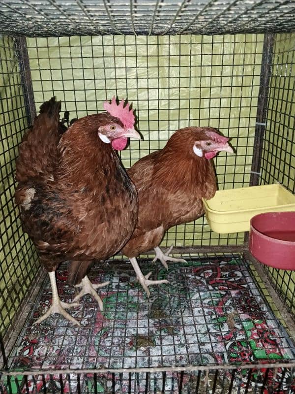 desi egg laying hens 0