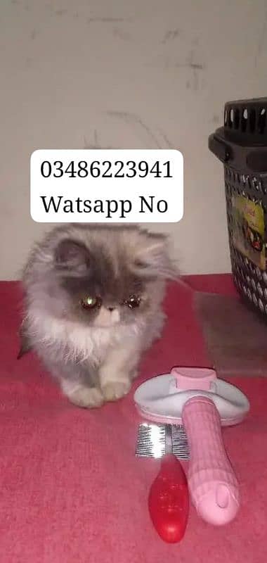 Persian Kitten Triple Coated Long Hair 0