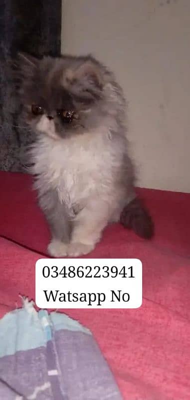 Persian Kitten Triple Coated Long Hair 2