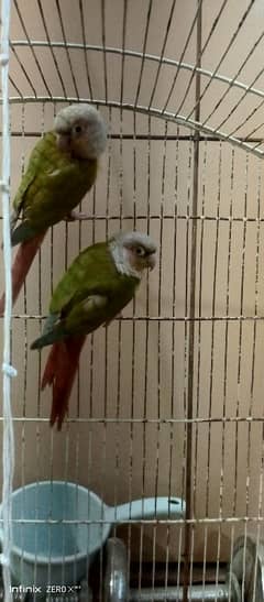 Pineapple Conure high Red Factor | Ready For bread | Conure Pair