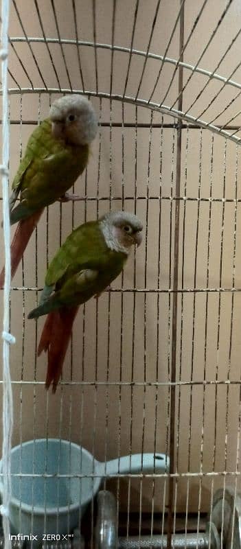 Pineapple Conure high Red Factor | Ready For bread | Conure Pair 0