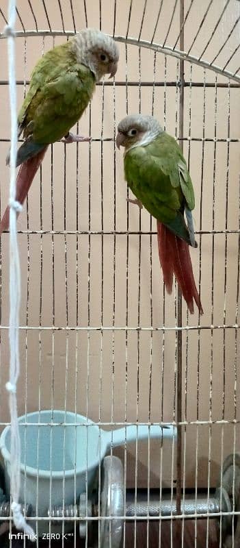 Pineapple Conure high Red Factor | Ready For bread | Conure Pair 1