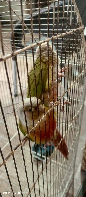 Pineapple Conure high Red Factor | Ready For bread | Conure Pair 2