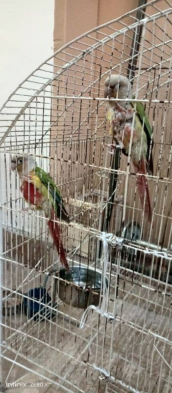 Pineapple Conure high Red Factor | Ready For bread | Conure Pair 3