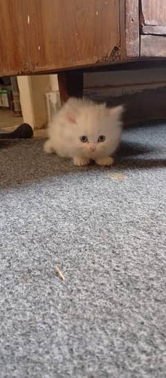 Persian kittens 6 weeks