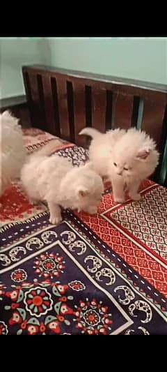 White Persian Kittens