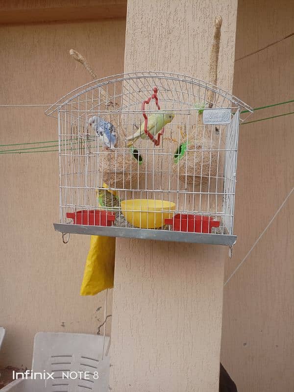 :3 piece budgies with cage+breeding coconut box. 0