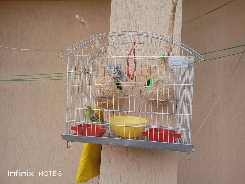 :3 piece budgies with cage+breeding coconut box. 1