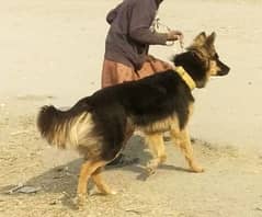 jarman shepherd female for sale