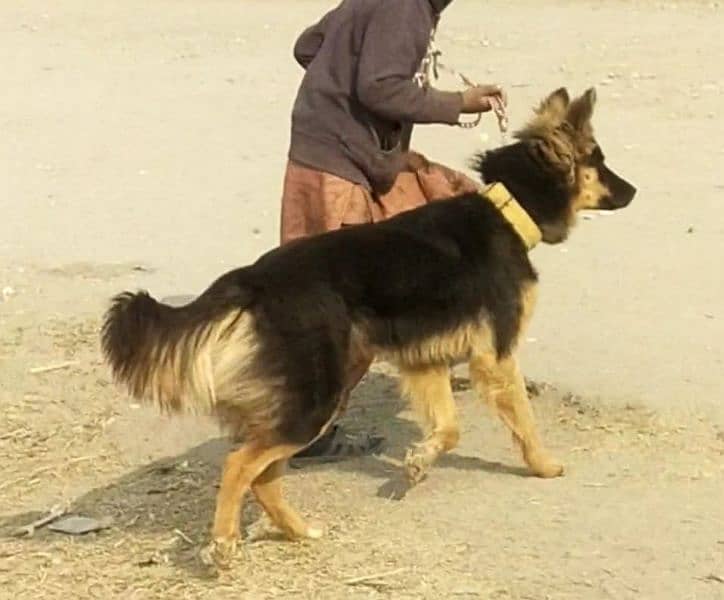 jarman shepherd female for sale 0