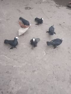 All pigeon for sale and all detail description