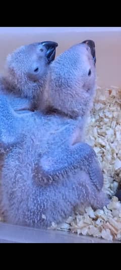 Congo African Grey Parrot Chicks