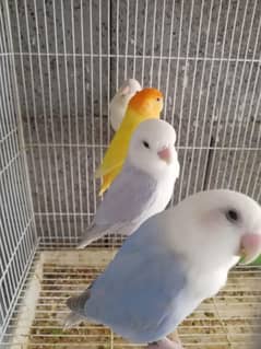 love bird