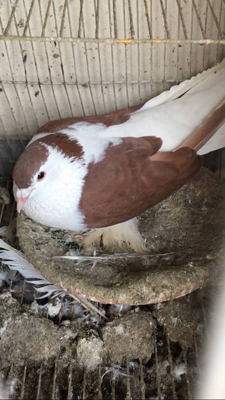 sherazi kabootar male pigeon 0