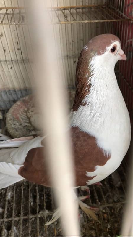 sherazi kabootar male pigeon 1