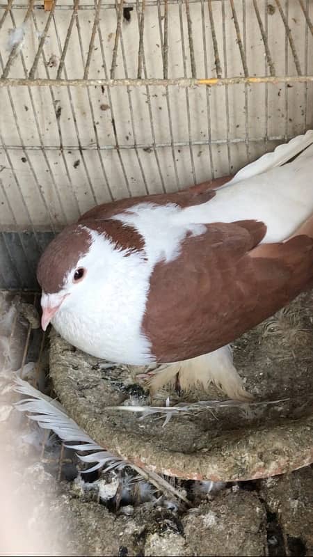 sherazi kabootar male pigeon 2