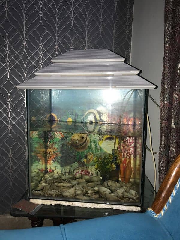 fish tank 1