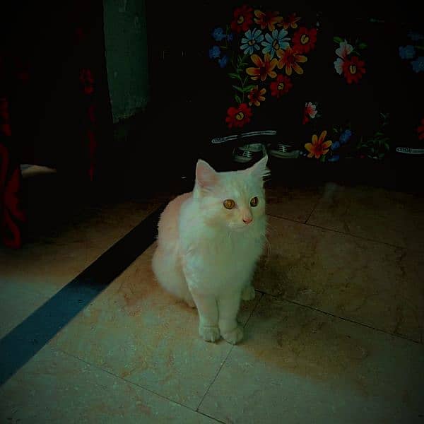 persian cat male Mash Allah fully active light brown colour 2