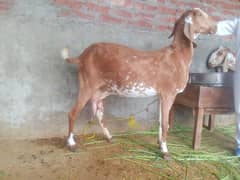 goat /bakri