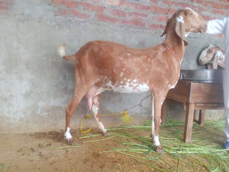 goat /bakri 0