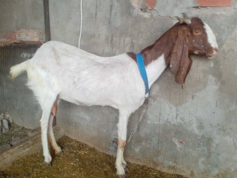 goat /bakri 2