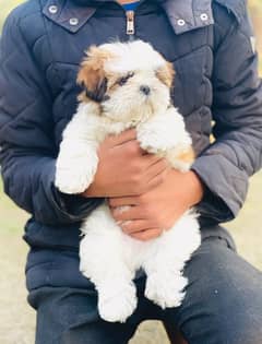 Top Quality Shihtzu Male Pup