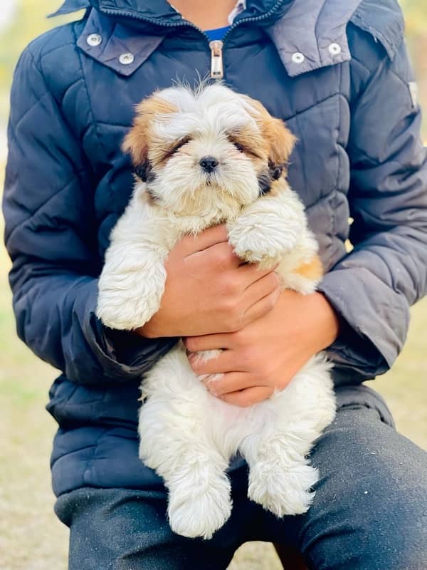 Top Quality Shihtzu Male Pup 3